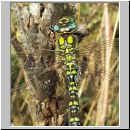 Aeshna cyanea - Blaugruene Mosaikjungfer m22.jpg